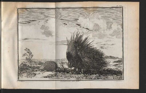 Stachelschwein und Igel