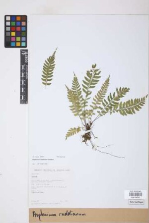 Asplenium raddianum Gaudich.