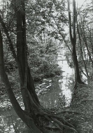 Wassergraben im sonnigen Mischwald