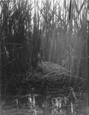 Rohrdommel : Rohrdommel (Botaurus stellaris) auf dem Nest.