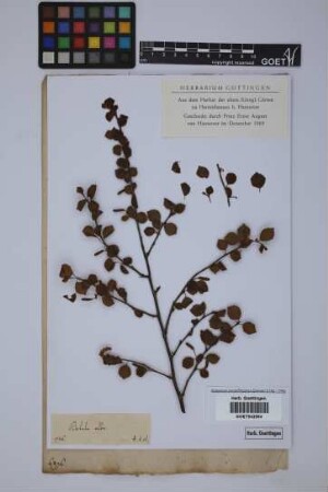 Betula alba L.
