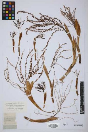 Morenia corallina H.Karst.