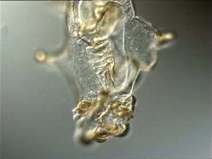 Meeresplankton - Echinodermata (Stachelhäuter)