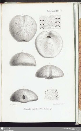 T. Crétacés, Pl. 836