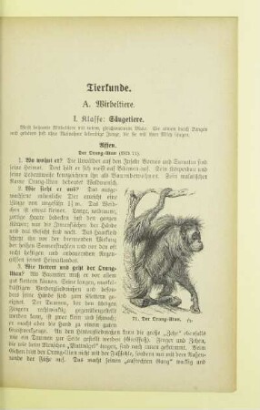A. Wirbeltiere
