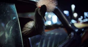 O Beautiful Night