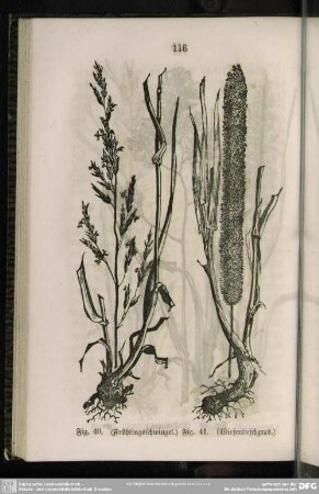 Fig. 40. (Frühlingsschwingel) / Fig. 41. (Wiesenlieschgras)