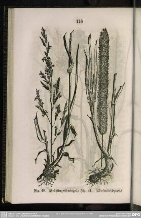 Fig. 40. (Frühlingsschwingel) / Fig. 41. (Wiesenlieschgras)