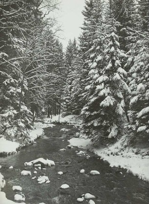 Dresdner Heide, die Prießnitz. Winterbild