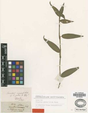 Commelina glabra G.F.W.Mey. [type]