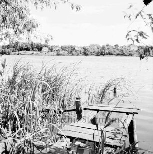 Herrenteich: im Vordergrund Westufer, Schilf, Reste eines Anlegestegs: im Hintergrund Ostufer