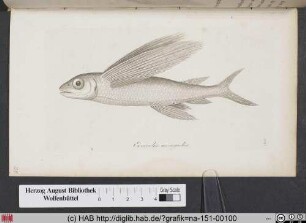 Exocoetus mesogaster / Einer der sogenannten fliegenden Häringe.