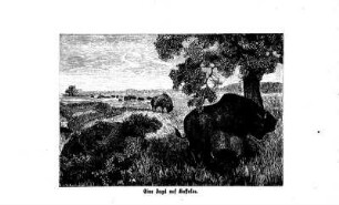 Eine Jagd auf Buffalos
