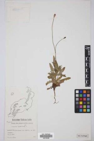 Papaver somniferum L.