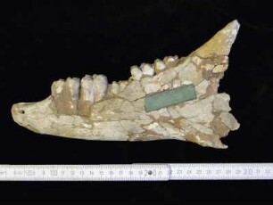 Unterkiefer des Urpferds Hippotherium
