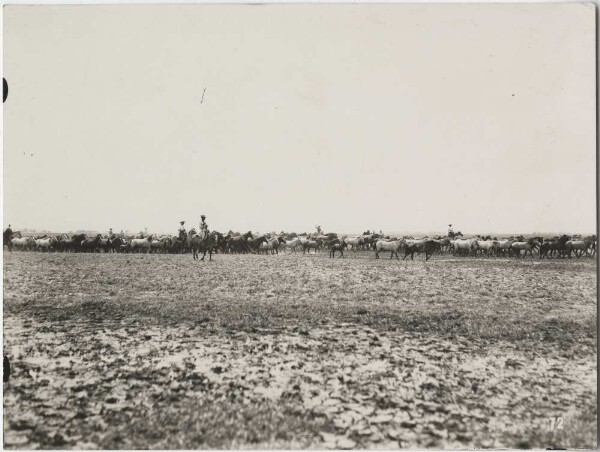 Herd of horses with shepherds