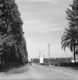 Windschutzstreifen : Windschutzstreifen entlang der Straße nach Blida.