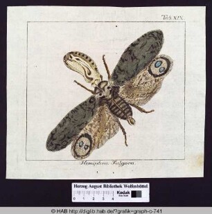 Hemiptera: Fulgora.