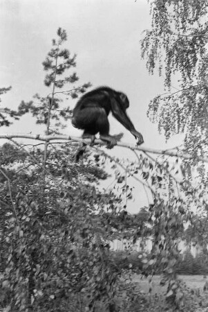 Schimpanse der Dresseurin Ursula Prey (vielleicht vom Circus Aeros) im Freien