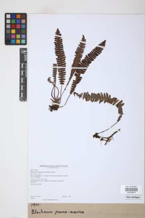 Blechnum penna-marina (Poir.) Kuhn