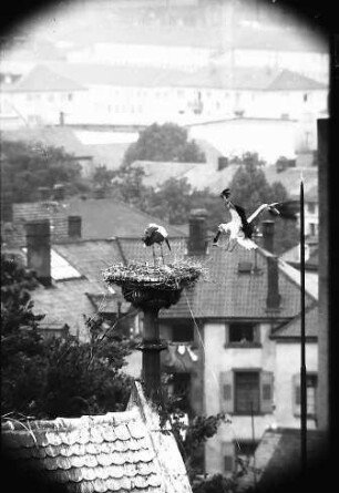 Freiburg: Blick vom Turm der Universität auf ein Storchennest auf der Universitätsbibliothek
