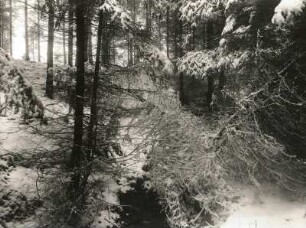 Alter Bergbau. Zinnklüfte Niederpöbel - Sadisdorf. Alte Stollen