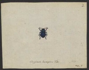 Chrysomela. Crioceris. Helodes. pag. 120. nro. 25 - 123.