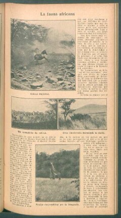 La fauna africana