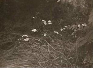 Kartäusernelken (Dianthus carthusianorum)