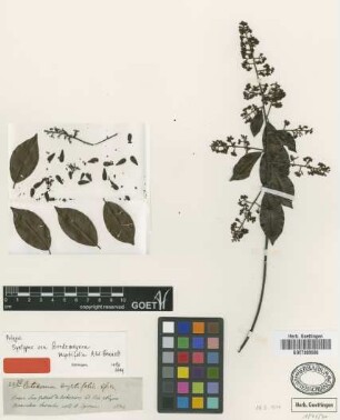 Catocoma myrtifolia Spruce ex A.W.Benn.