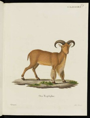 CCLXXXVIII. B. Ovis Tragelaphus.
