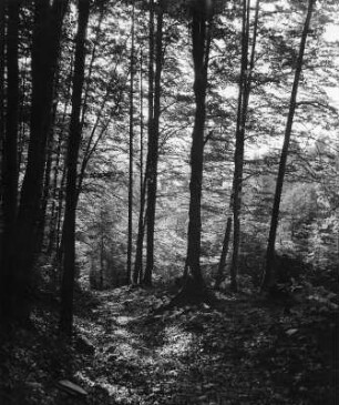 Partie in einem Wald