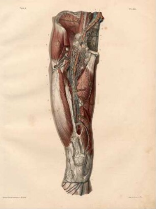 Tiefere Lymphgefäße und Lymphdrüsen des Oberschenkels