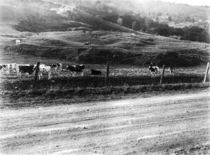 Erdrutsch in den Berkeley Hills : Kuhweide mit Erdhügel, der vermutlich durch einen Erdrutsch entstanden ist