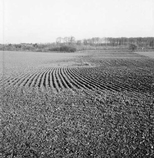 Landwirtschaft: Feld mit Wintersaat: hinten Wald
