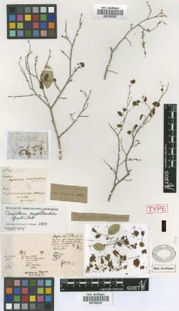 Phyllanthus neopeltrandus Griseb. [holotype]