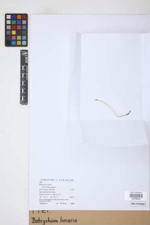 Botrychium lunaria