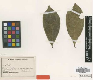 Trichostephanus acuminatus Gilg [type]