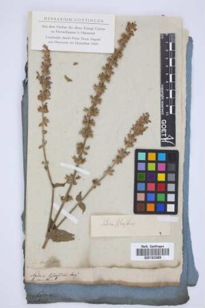 Salvia sylvestrris Jacq.
