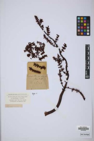 Calamus macrocarpus G.Mann & H.Wendl., nom. illeg.[original material]