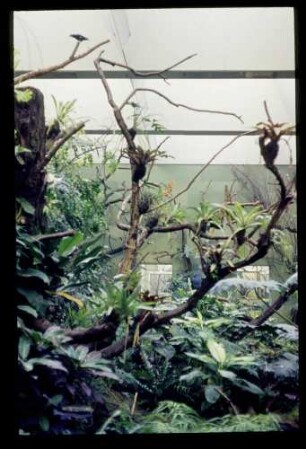 Zoo Neues Vogelhaus 2.3.63.