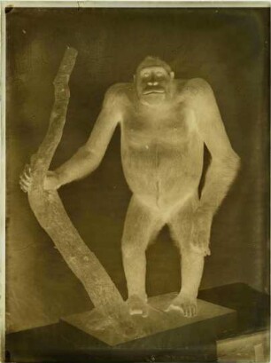 Gorilla gorilla (Savage, 1847)