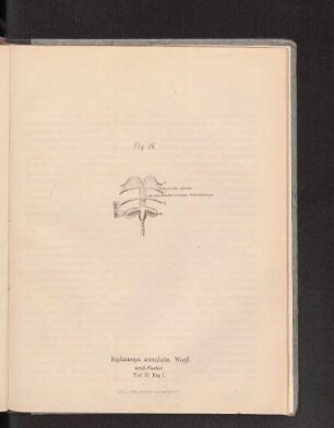 Fig. 16.