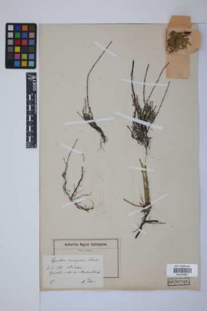 Equisetum variegatum variegatum Schleich.