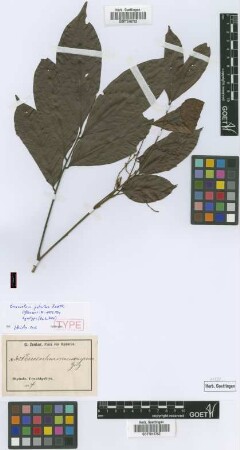 Eriocoelum macrocarpum Gilg ex Radlk.