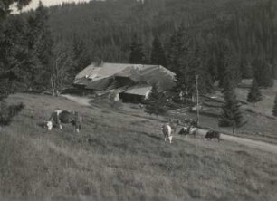 Feldberg (Schwarzwald). Bauernhof