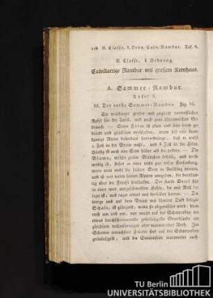 II. Classe, I. Ordnung Calvillartige Rambur mit großem Kernhaus.