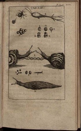 Tab. XIII. [siehe arabische Paginierung]