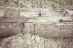 Moorweg: bei Durchlass Alte Alster: Fundstück Rohrleitung aus Holz, nach Bergung: Teilansicht