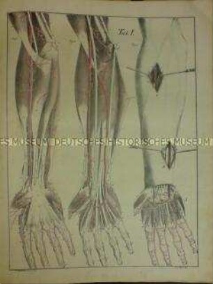 Anatomischer Atlas